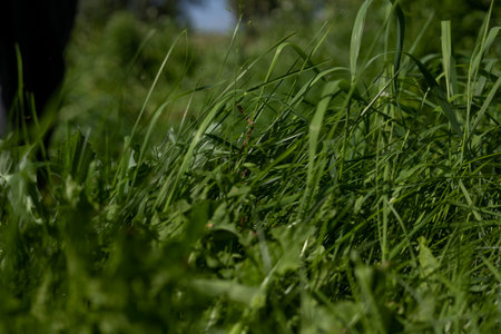 Close-up of tall lush grass on a clear summer day in the sun. Crooked tall grass on the lawn against...