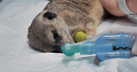 Close-up of a meerkat sleeping on the operating table under gas anesthesia. An intubated meerkat in...