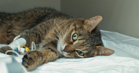 A cat with a traumatic brain injury is being treated at a veterinary hospital. A cat with different...