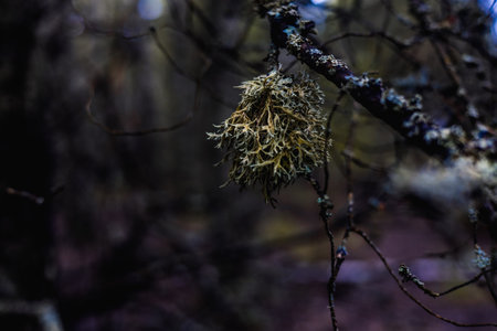 Close-up of a colony of fuzzy fruticose lichen on a tree branch in the forest. The lichen has grown...