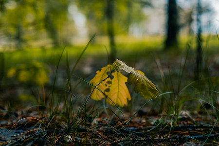 A small sprout of an oak tree in the forest. A young tree grows in a grove with leaves covered with...