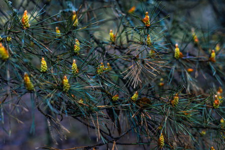 Pine branches strewn with many flowers that look like candles. Spring pine blossoms in the forest....