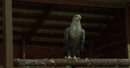 A majestic white-tailed eagle sits on a branch in a zoo cage. A beautiful eagle looks around in a...