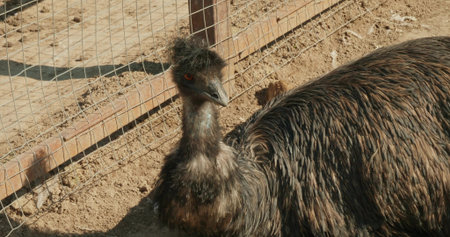 Close-up of an emu resting in its pen at the zoo. A beautiful emu in a zoo enclosure looks around....
