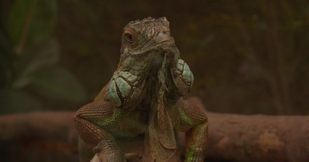 A beautiful iguana froze on a tree trunk in the zoos terrarium. A bearded green iguana stands frozen...