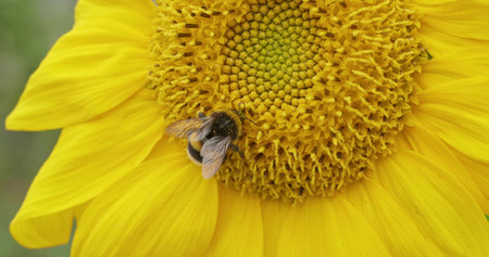 Striped bumblebee collecting nectar on a yellow large sunflower flower. Close-up of a striped...