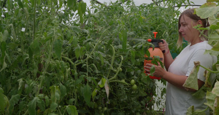 Nice woman gardener spraying her tomatoes from a spray bottle in a greenhouse. Treatment of tomatoes from parasites in a greenhouse by spraying. Concept gardening.の写真素材