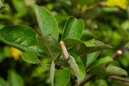 A small ermine moth takes a break from flying, clinging to an apple leaf. The insect blends in...