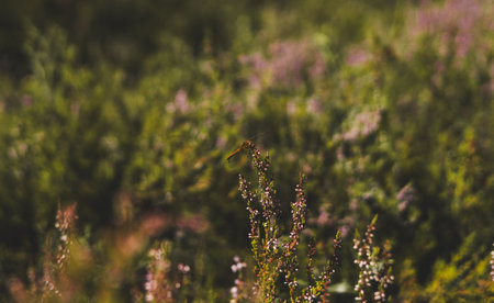 A dragonfly rests on a heather flower in a bright meadow surrounded by a blurry canvas of blooming heather. The cute dragonfly sits on the flower, gently swaying in the wind.の写真素材
