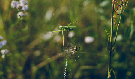 A European praying mantis stands gracefully on a web in a vibrant meadow full of colorful...