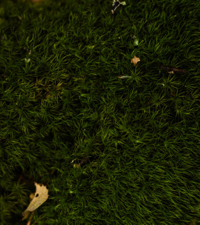 A close-up of vibrant green moss creating a lush, textured carpet on the forest floor, showcasing...