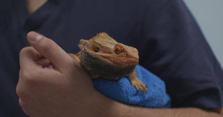 Veterinarian carefully holding and examining a pogona vitticeps, commonly known as a bearded dragon, wrapped in a blue towel, ensuring its well-being and providing necessary care.の写真素材