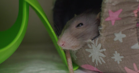 A grey house rat peers curiously out of a cozy star-adorned house, its whiskers twitching with playful interest. The cute rat falls asleep with its snout poking out of its soft home.の写真素材