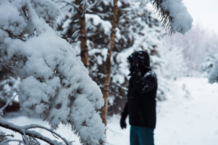 Hiker wearing a black jacket and blue pants is exploring a snow-covered forest, with a close-up of a snow-laden pine branch in the foreground, creating a winter wonderland scene.の写真素材