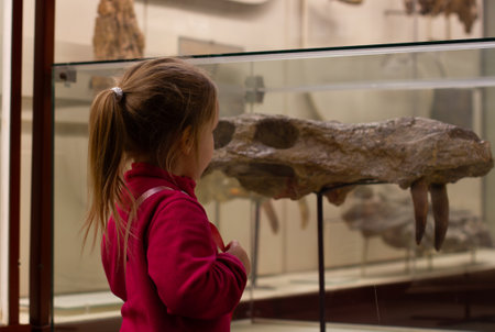 The child observes the fossil dinosaur exhibited in a glass case in the museum, contributing to curiosity and studies a natural story. Sweet little girl in the Museum of Paleontology.の写真素材