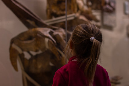A curious little girl looks at a large display of a dinosaur skeleton and learns about prehistoric life during a visit to a natural history museum. A child at a museum with her family.の写真素材