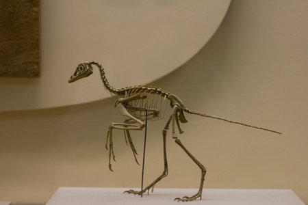 Complete dinosaur skeleton standing on a pedestal in a paleontological museum, showcasing its...