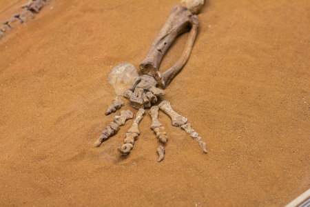 A close-up of fossilized hand and arm bones lying on sand in a paleontology museum, showing the delicate preservation of the ancient skeletal remains. Fossilized bones in museums.の写真素材
