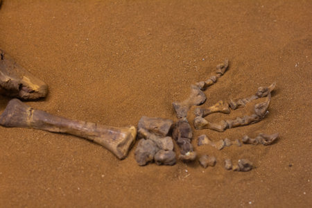 Partially discovered fossilized hand and arm bones resting on sand in a paleontology museum offer exciting insights into prehistoric life and ancient ecosystems. Fossilized skeleton in museums.の写真素材