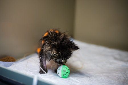 A small sick kitten receiving intravenous therapy plays with a ball in a veterinary hospital, recovers from illness. Caring for a homeless sick kitten in a veterinary hospital.の写真素材