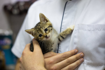 A veterinarian holds a small stray tabby kitten during a medical examination at a veterinary clinic, providing care and treatment to the rescued animal. Stray kitten at a veterinary clinic.の写真素材