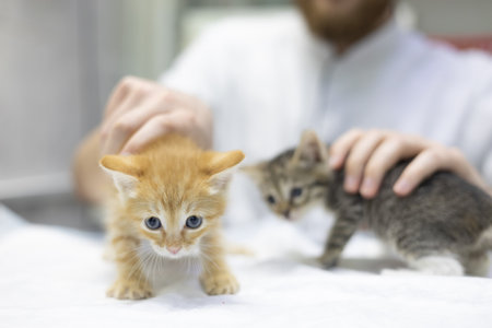 A veterinarian examines two small kittens, one orange and one tabby, on an examination table at a veterinary clinic. The veterinarian provides essential medical care to abandoned animals.の写真素材