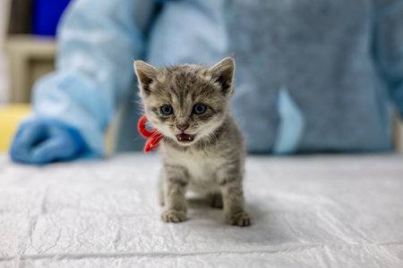 A small gray with a white kitten in a red ribbon on the neck is tested by a veterinarian on a medical table. The veterinarian examines the homeless kitten of which was brought to a veterinary clinic.の写真素材