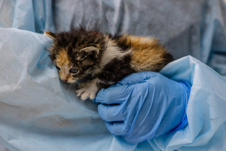 A cute kitten snuggles up to a veterinarian feeling love and care. A veterinarian gently holds a small stray kitten during a medical examination, providing him with the necessary care and treatment.の写真素材