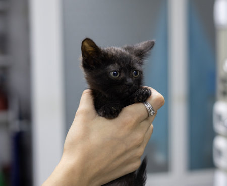 A veterinarian gently holds a kitten during an examination at a veterinary clinic. The veterinarian provides compassionate care and is concerned about the health and well-being of the little animal.の写真素材