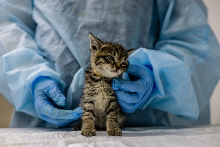 A veterinarian wearing gloves and a protective suit holds and examines a small rescued kitten on an...