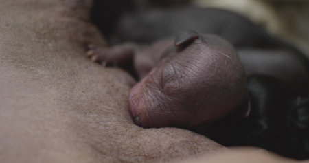 Tiny, hairless puppies instinctively find a nipple of their mother and begin to drink milk, demonstrating a strong connection between the mother and offspring in the animal kingdom.の写真素材