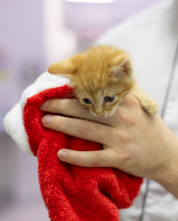 Vertically. A tiny orange kitten is comfortably located in a festive New Years hat, carefully held by the veterinarian. Installation offers care and warm environment, emphasizing pets care.の写真素材