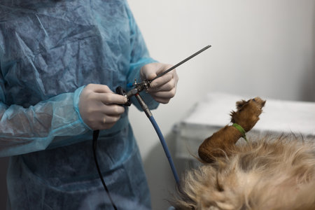 A veterinarian in gloves prepares an endoscope for a surgical procedure on a dog in a veterinary clinic, providing animal health and well -being. Conducting cystoscopy in a dog with an endoscope.の写真素材