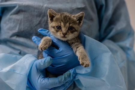 A veterinarian wearing a blue protective suit and gloves carefully holds a small gray-brown stray kitten during a medical examination at a clinic. Stray kitten at a veterinarian appointment.の写真素材