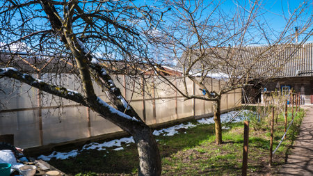 Polycarbonate greenhouse standing in a vegetable garden with melting snow patches on the ground and bare trees, illuminated by bright sunlight in early spring.の写真素材