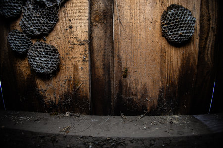 A wasp crawling on an old wooden wall surrounded by numerous wasp nests creates a fascinating yet...