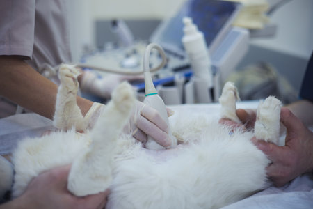 Veterinarians use an ultrasound machine to examine a cat lying on its back, ensuring the health and well-being of the animal in a modern veterinary clinic. The doctor performs an ultrasound on a cat.の写真素材