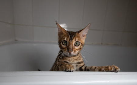 An adorable kitten explores the bathroom, peeking curiously over the edge of a white bathtub, its captivating gaze and playful paws adding charm to the scene. Cute kitten playing in the bathtub.の写真素材