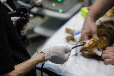 A veterinarian performs a gastroscopy on a cat. Veterinarians perform an endoscopy on an anesthetized Bengal cat lying on an operating table in a veterinary clinic using specialized medical equipment.の写真素材