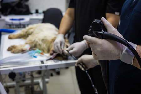 Veterinarians are performing an endoscopy procedure on an anesthetized dog lying on an operating table in a veterinary clinic, using specialized equipment for internal examination and diagnosis.の写真素材