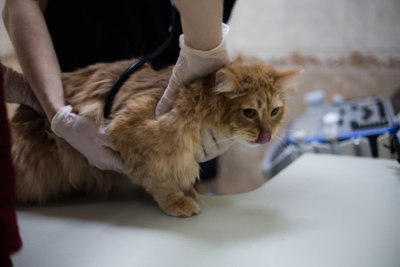 A veterinarian carefully examines a frightened, sick cat. Two veterinarians carefully examine a...