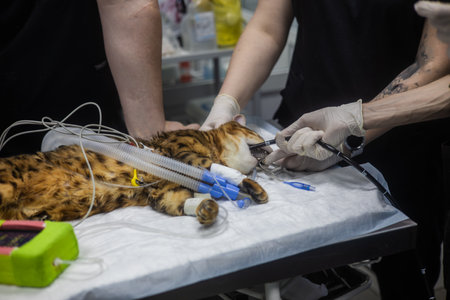 Veterinarians perform a gastroscopy procedure on an anesthetic Bengal cat lying on the operating table using specialized medical equipment. Gastroscopy in a cat.の写真素材