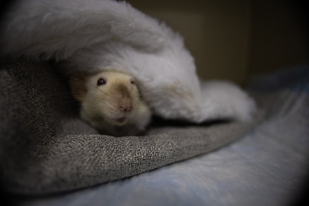 An adorable pet rat peeks out from under a soft white blanket on a bed creating a touching scene filled with the coziness and joy of interacting with animals indoors The rat sleeps in a soft blanket.の写真素材