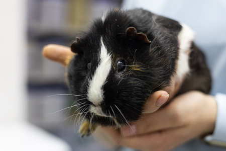 A veterinarian examines a guinea pig. A veterinarian carefully holds a cute guinea pig during an...