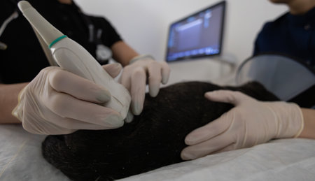 Veterinarians perform an ultrasound examination of a dog on an examination table, using a sensor...