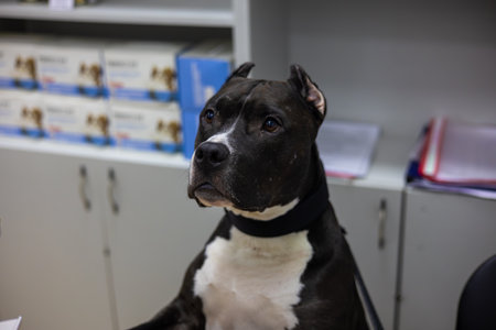 A calm and attentive American Staffordshire Terrier dog waits patiently at a veterinary clinic, demonstrating the trusting bond between pets and a veterinarian. Cute dog at a veterinary clinic.の写真素材