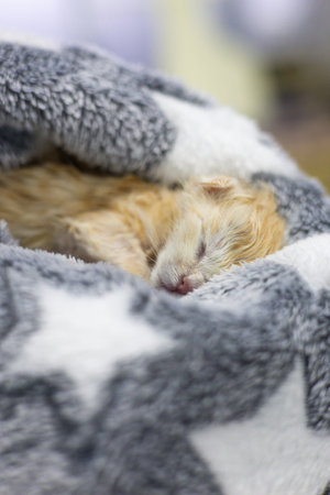 Veterinary care provides comfort and safety for a newborn ginger kitten sleeping soundly, wrapped in a soft star-patterned blanket, emphasizing the importance of animal welfare and neonatal care.の写真素材