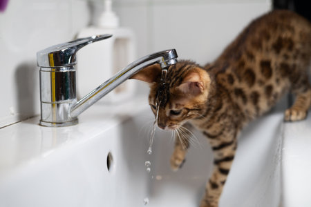 Adorable bengal kitten perched on the edge of a bathroom sink, curiously lapping up refreshing droplets of water directly from the faucet, showcasing playful curiosity and thirst.の写真素材