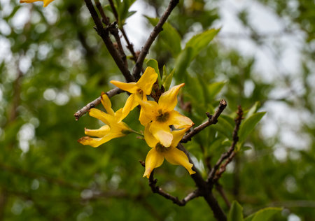 A close-up of bright yellow forsythia flowers blooming on a branch, heralding the arrival of spring and adding color to the natural landscape. Large yellow flowers on a lush bush bloom in spring.の写真素材