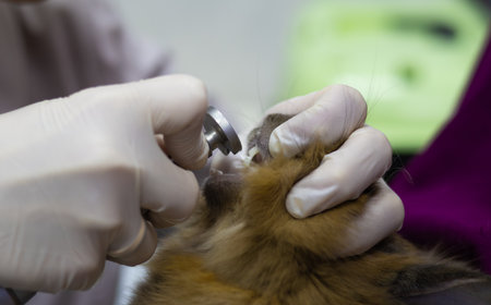A veterinarian wearing gloves uses specialized dental instruments to examine a brown rabbits teeth during a checkup at a veterinary clinic, ensuring proper dental health. Rabbit teeth trimming.の写真素材